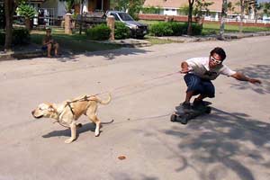 Allie dog pulling skateboarder Ryan